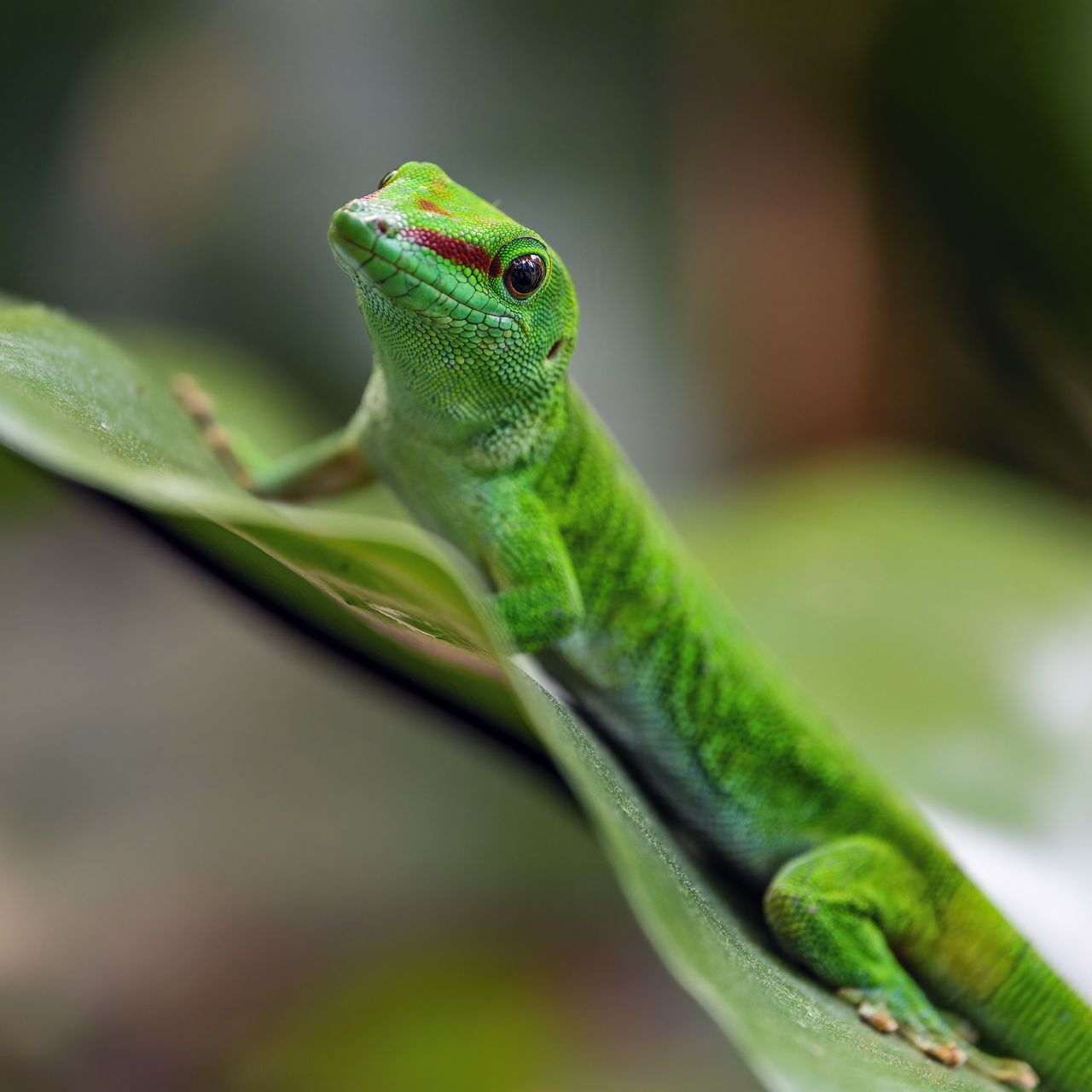 1280x1280 Wallpaper madagascar day gecko, gecko, animal, lizard, leaf, nature, macro