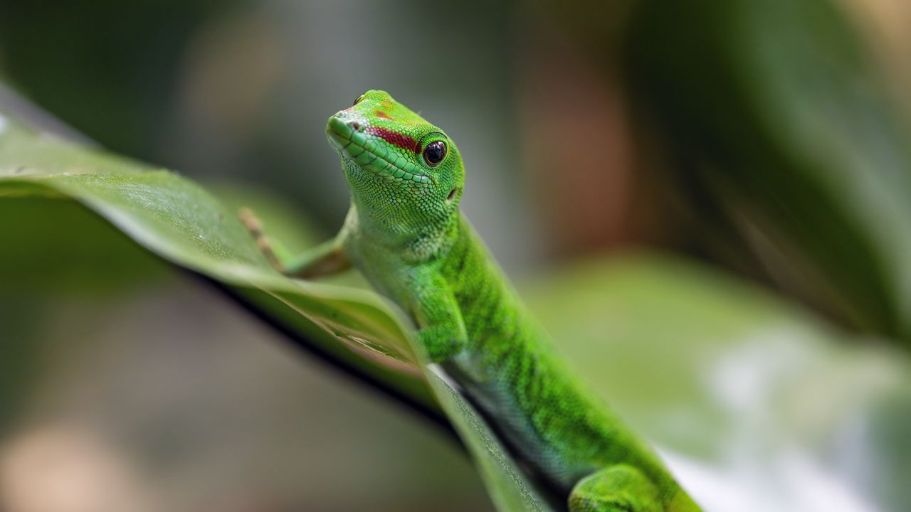 Wallpaper madagascar day gecko, gecko, animal, lizard, leaf, nature, macro