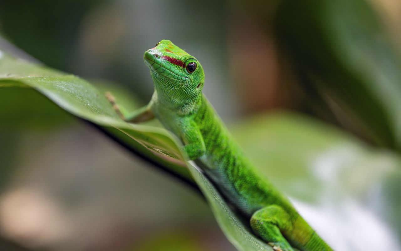 1280x800 Wallpaper madagascar day gecko, gecko, animal, lizard, leaf, nature, macro