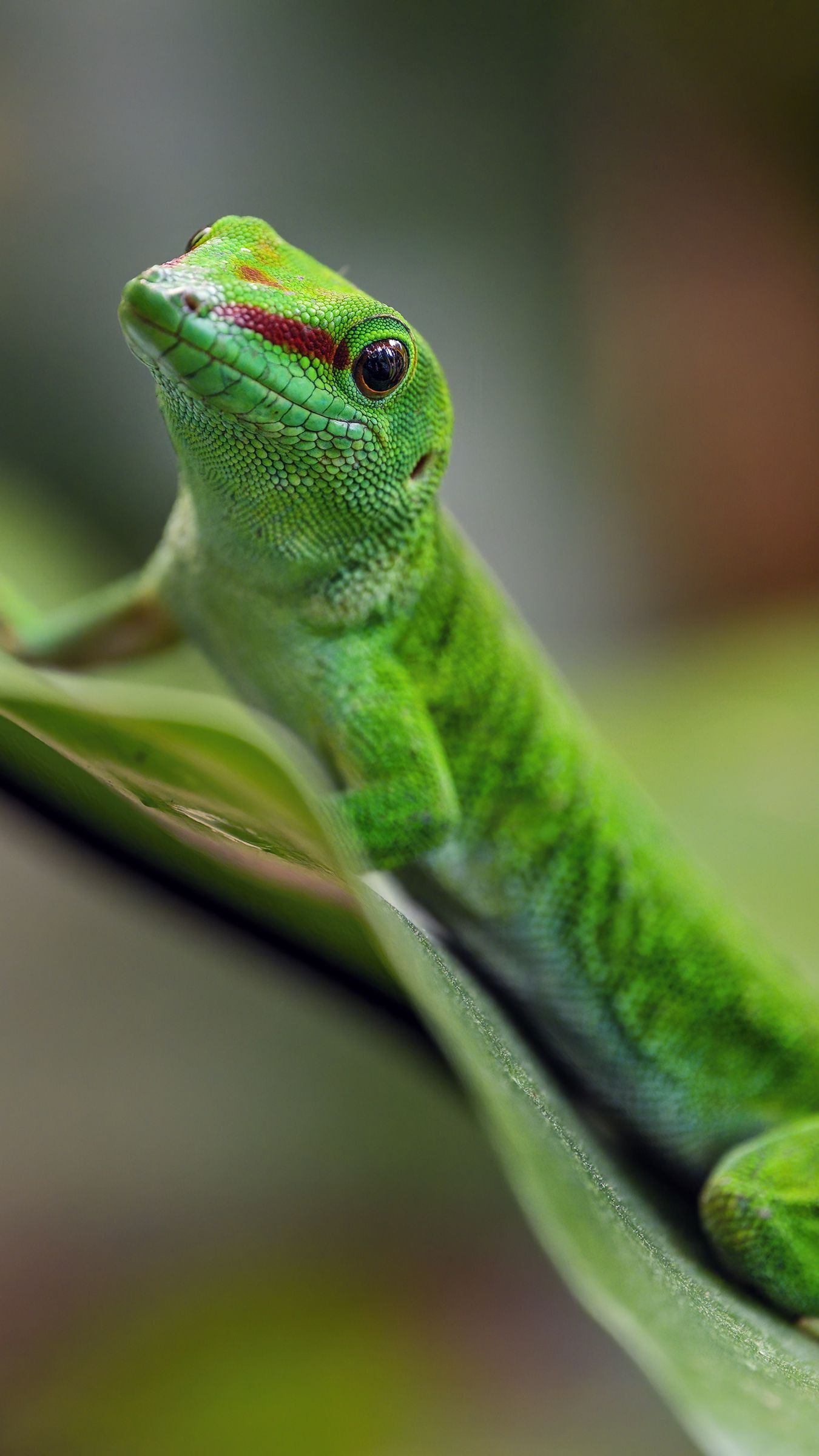 1350x2400 Wallpaper madagascar day gecko, gecko, animal, lizard, leaf, nature, macro