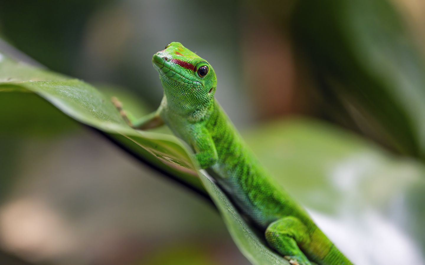 1440x900 Wallpaper madagascar day gecko, gecko, animal, lizard, leaf, nature, macro