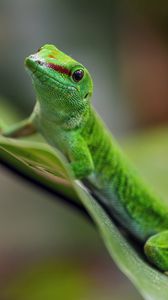 Preview wallpaper madagascar day gecko, gecko, animal, lizard, leaf, nature, macro