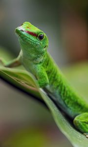 Preview wallpaper madagascar day gecko, gecko, animal, lizard, leaf, nature, macro