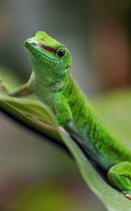 Preview wallpaper madagascar day gecko, gecko, animal, lizard, leaf, nature, macro