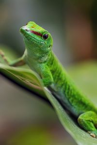 Preview wallpaper madagascar day gecko, gecko, animal, lizard, leaf, nature, macro