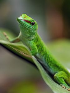 Preview wallpaper madagascar day gecko, gecko, animal, lizard, leaf, nature, macro
