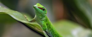 Preview wallpaper madagascar day gecko, gecko, animal, lizard, leaf, nature, macro