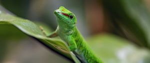 Preview wallpaper madagascar day gecko, gecko, animal, lizard, leaf, nature, macro