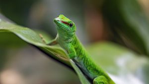 Preview wallpaper madagascar day gecko, gecko, animal, lizard, leaf, nature, macro