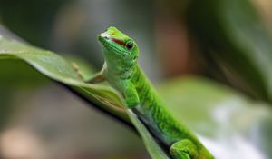 Preview wallpaper madagascar day gecko, gecko, animal, lizard, leaf, nature, macro