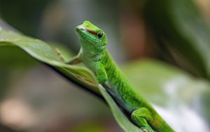 Preview wallpaper madagascar day gecko, gecko, animal, lizard, leaf, nature, macro