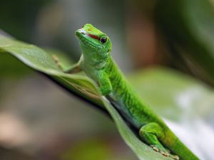 Preview wallpaper madagascar day gecko, gecko, animal, lizard, leaf, nature, macro