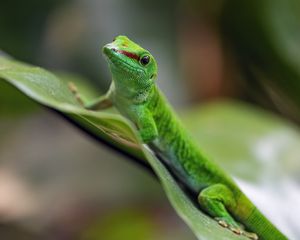 Preview wallpaper madagascar day gecko, gecko, animal, lizard, leaf, nature, macro