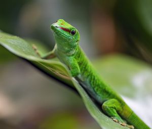 Preview wallpaper madagascar day gecko, gecko, animal, lizard, leaf, nature, macro