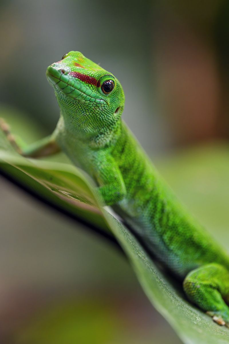800x1200 Wallpaper madagascar day gecko, gecko, animal, lizard, leaf, nature, macro