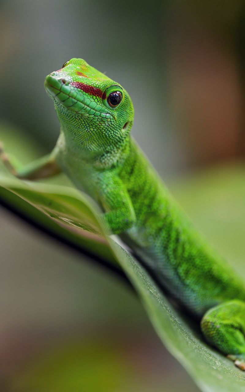 800x1280 Wallpaper madagascar day gecko, gecko, animal, lizard, leaf, nature, macro