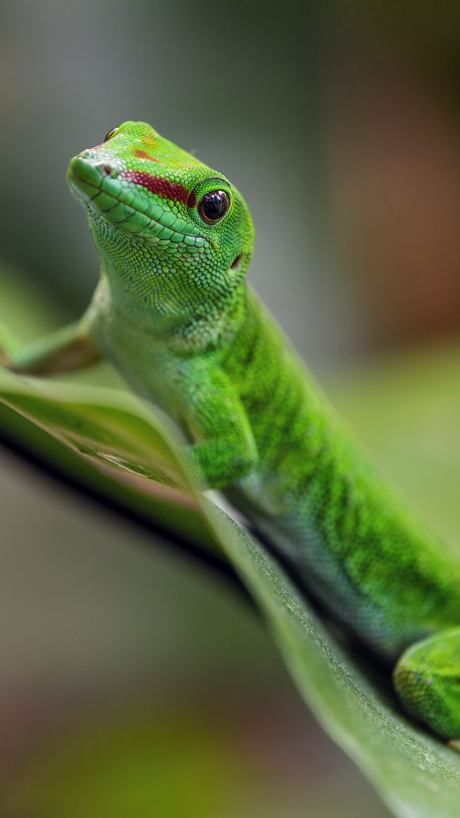 938x1668 Wallpaper madagascar day gecko, gecko, animal, lizard, leaf, nature, macro