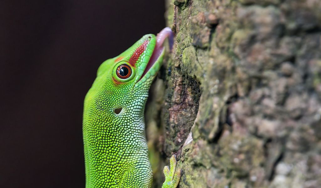 1024x600 Wallpaper madagascar day gecko, gecko, lizard, tree, macro