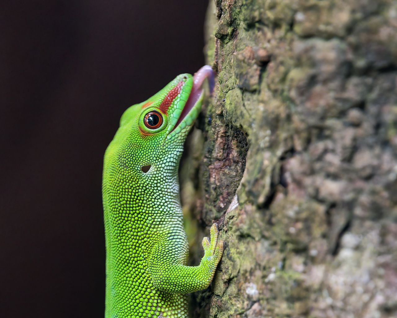 1280x1024 Wallpaper madagascar day gecko, gecko, lizard, tree, macro