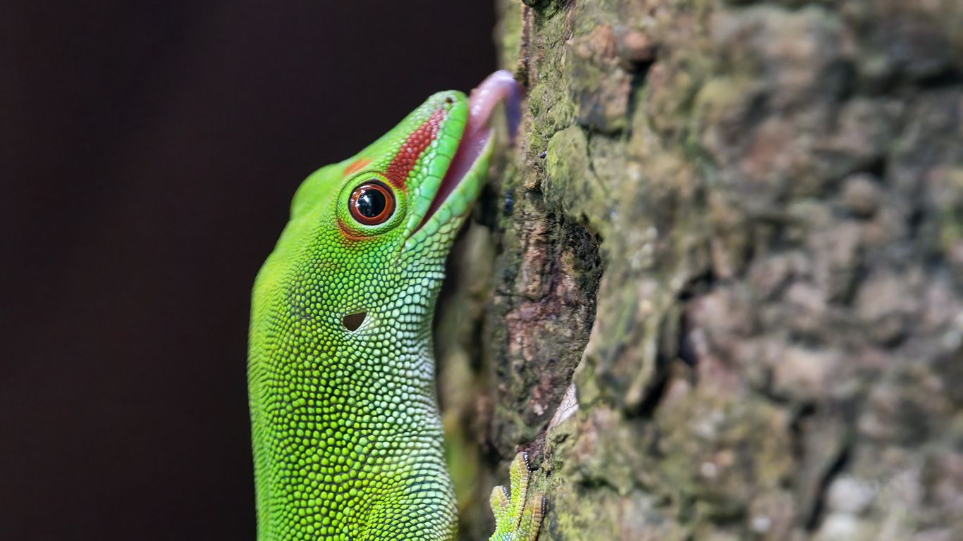 1366x768 Wallpaper madagascar day gecko, gecko, lizard, tree, macro