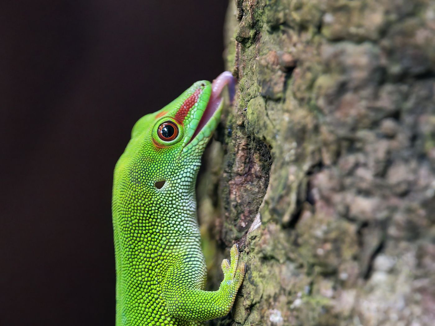 1400x1050 Wallpaper madagascar day gecko, gecko, lizard, tree, macro