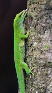 Preview wallpaper madagascar day gecko, gecko, lizard, tree, macro