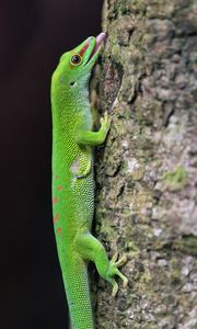 Preview wallpaper madagascar day gecko, gecko, lizard, tree, macro