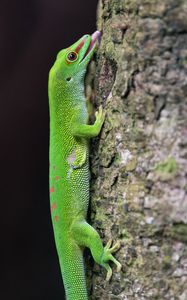 Preview wallpaper madagascar day gecko, gecko, lizard, tree, macro