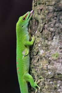 Preview wallpaper madagascar day gecko, gecko, lizard, tree, macro