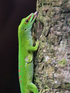 Preview wallpaper madagascar day gecko, gecko, lizard, tree, macro