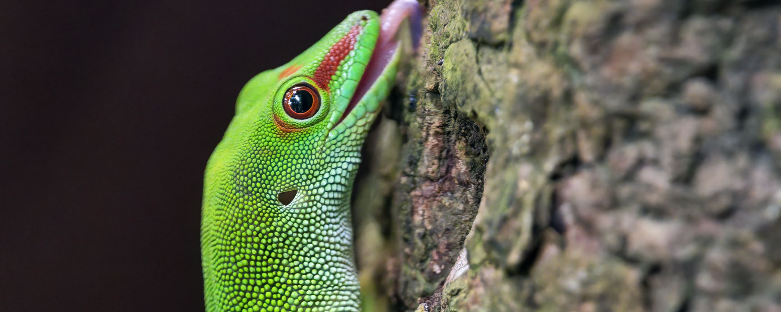 2560x1024 Wallpaper madagascar day gecko, gecko, lizard, tree, macro