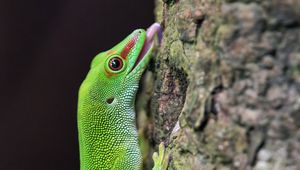 Preview wallpaper madagascar day gecko, gecko, lizard, tree, macro