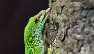Preview wallpaper madagascar day gecko, gecko, lizard, tree, macro