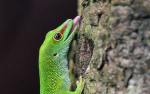 Preview wallpaper madagascar day gecko, gecko, lizard, tree, macro