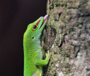 Preview wallpaper madagascar day gecko, gecko, lizard, tree, macro