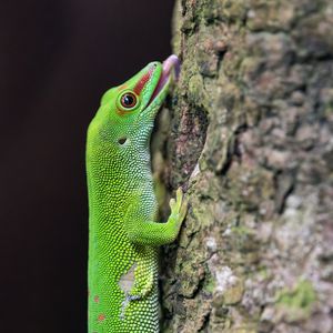 Preview wallpaper madagascar day gecko, gecko, lizard, tree, macro
