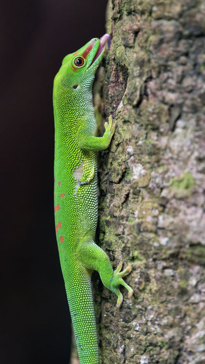 720x1280 Wallpaper madagascar day gecko, gecko, lizard, tree, macro
