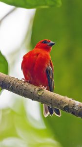 Preview wallpaper madagascar fody, bird, red, branch, wildlife