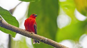 Preview wallpaper madagascar fody, bird, red, branch, wildlife