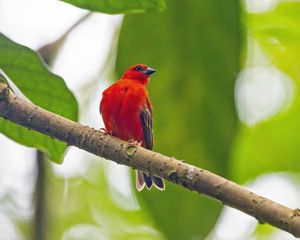 Preview wallpaper madagascar fody, bird, red, branch, wildlife