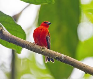 Preview wallpaper madagascar fody, bird, red, branch, wildlife