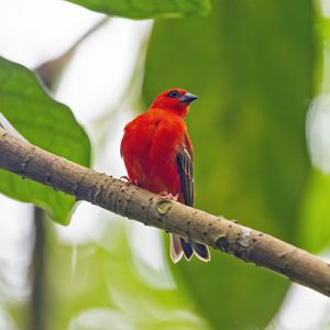 Preview wallpaper madagascar fody, bird, red, branch, wildlife