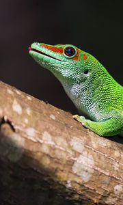 Preview wallpaper madagascar gecko, gecko, lizard, reptile, green, bark