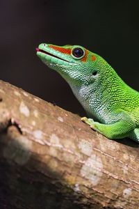 Preview wallpaper madagascar gecko, gecko, lizard, reptile, green, bark