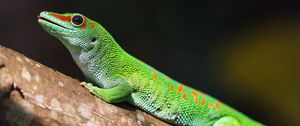 Preview wallpaper madagascar gecko, gecko, lizard, reptile, green, bark