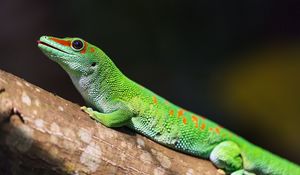 Preview wallpaper madagascar gecko, gecko, lizard, reptile, green, bark