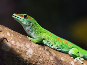 Preview wallpaper madagascar gecko, gecko, lizard, reptile, green, bark