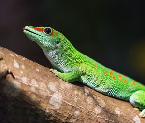 Preview wallpaper madagascar gecko, gecko, lizard, reptile, green, bark