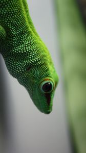 Preview wallpaper madagascar gecko, gecko, lizard, reptile, green, blur