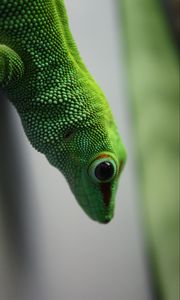 Preview wallpaper madagascar gecko, gecko, lizard, reptile, green, blur